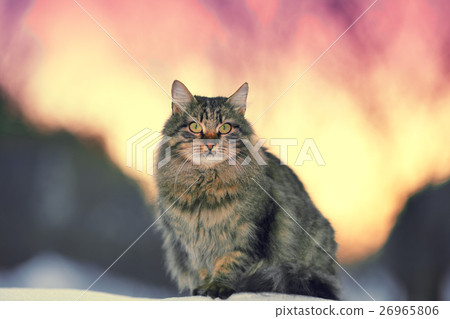 图库照片: portrait of cute siberian cat