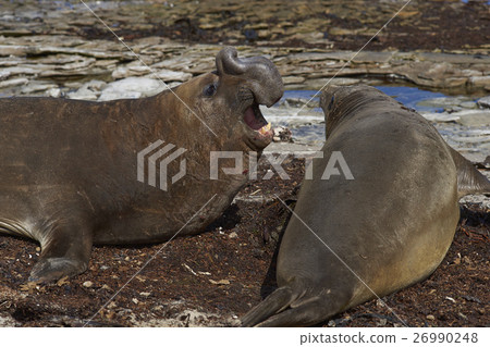 图库照片: southern elephant seals