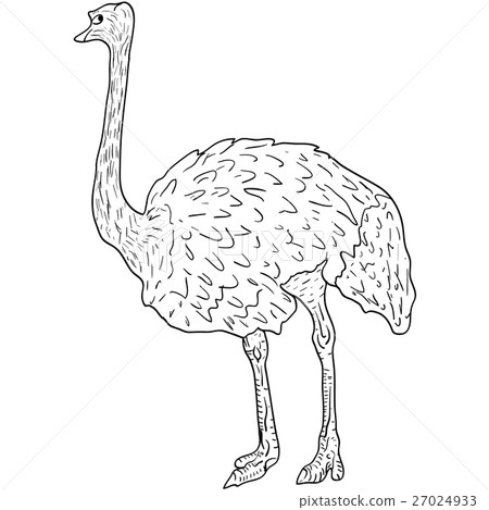 插图素材: sketch big ostrich standing on a white background.