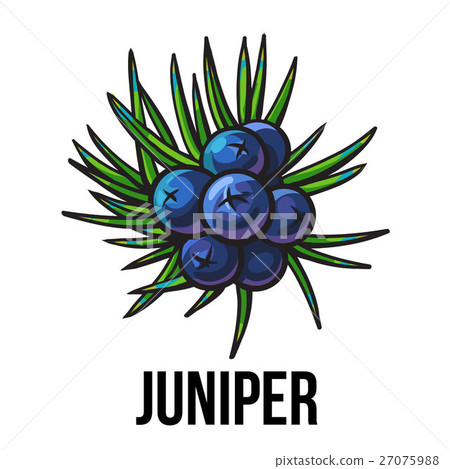 插图素材: juniper berries, sketch style vector illustration