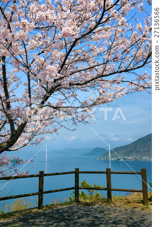 图库照片 樱花 樱桃树 吉野樱花树