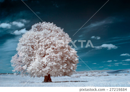 图库照片: white tree