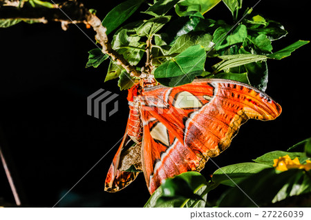 图库照片: wing of attacus atlas moth the giant butterfly.