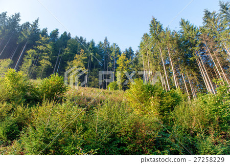 照片素材(图片): morning in the green forest