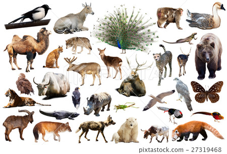 图库照片: asia animals isolated