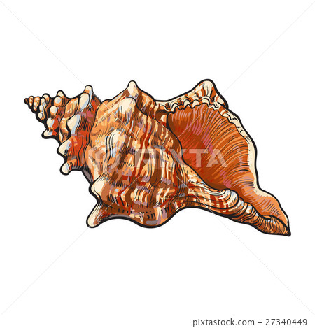 插图素材: colorful spiral conch sea shell, isolated sketch