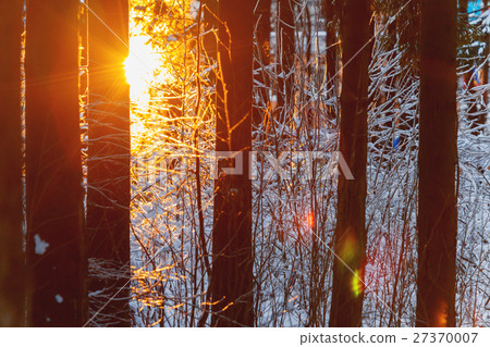 图库照片: sunset in winter forest. sunlight among trees.