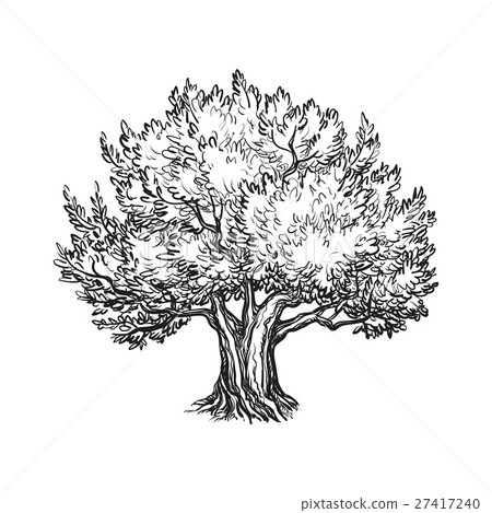 图库插图: vector illustration of olive tree