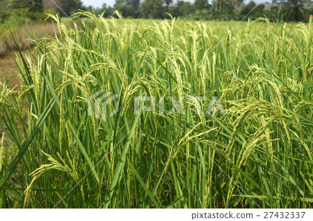 图库照片: rice plant in rice field