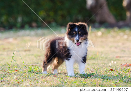 图库照片: puppy shetland sheepdog.