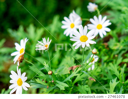 图库照片 daisy flower bloom in garden