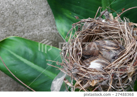 图库照片: baby bird, sparrow in natural nest on tree