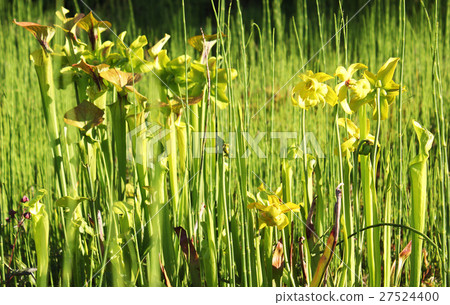 图库照片: beautiful group of pitcher plants, sarracenia