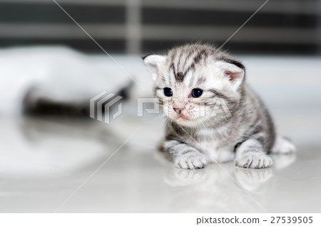 图库照片: cute american shorthair cat kitten