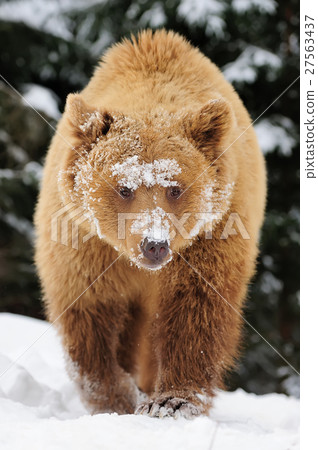 图库照片: wild brown bear