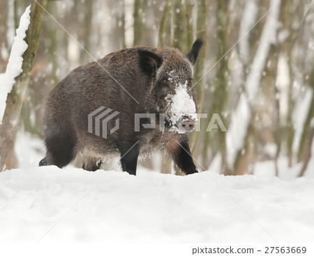 图库照片: wild boar