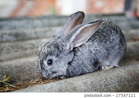 照片素材(图片): small cute rabbit funny face, fluffy gray bunny