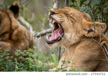图库照片: lion cub yawning in the grass.