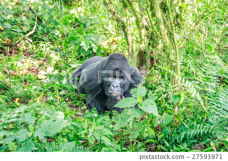 照片素材(图片): resting silverback mountain gorilla.