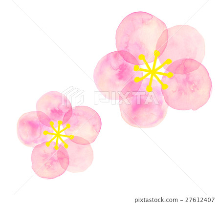 图库插图 日本杏花 一朵梅花 梅花