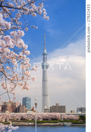 图库照片 东京天空树和樱花在隅田公园