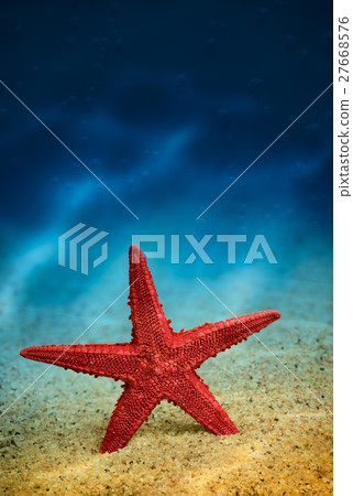 图库照片 starfish on the clean golden sand