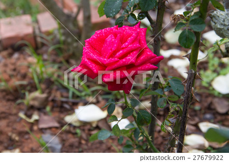 图库照片 red rose flower in the garden