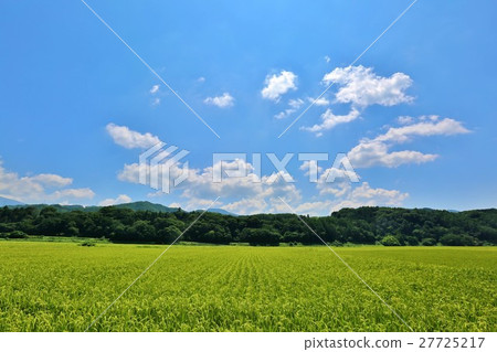天空 蓝天 照片 稻田 首页 照片 天空 蓝天 稻田*pixta限定素材仅在