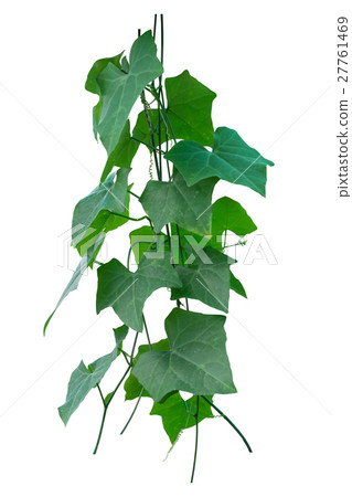 图库照片: vine plant, ivy leaves plant isolated on white