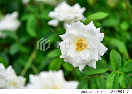 flowerrose,roseflower 图库照片: white rose flower