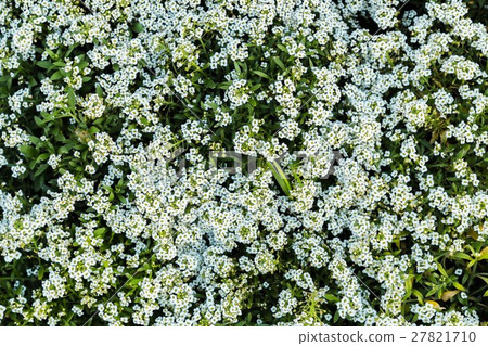 图库照片 small white flowers and green leaves garden