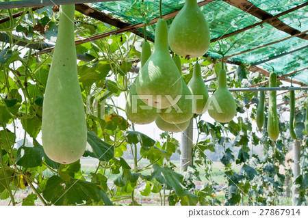 图库照片: bottle gourd and winter melon