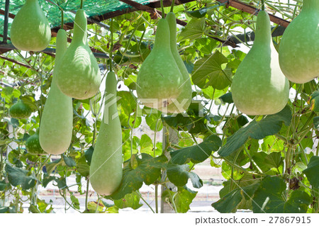 图库照片: bottle gourd and winter melon