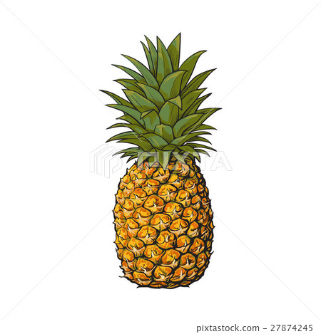 插图素材: whole, unpeeled, uncut pineapple, isolated sketch