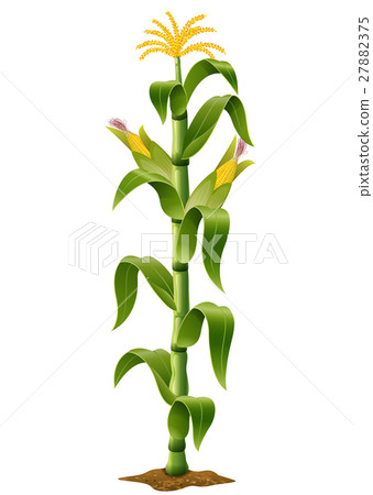 插图素材: corn plant