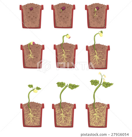 插图素材: plant seed growth, development and rooting inside