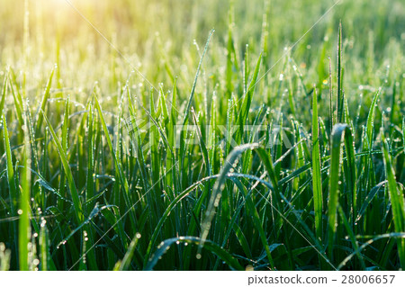 图库照片: fresh grass with dew drops in the morning.