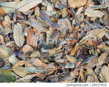 图库照片: dry leaves in the park. background. 查看全部