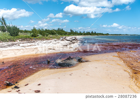图库照片: mexico ocean water pollute problem plastic litter