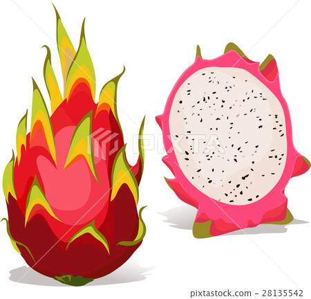 插图素材: dragon fruit - vector illustration