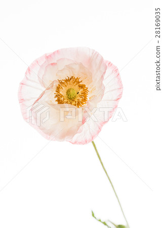 图库照片: poppy flower