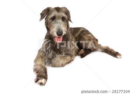 图库照片: irish wolfhound dog over white background