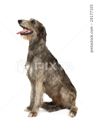 图库照片: irish wolfhound dog on a white background