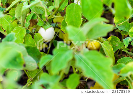 图库照片: white egg plant