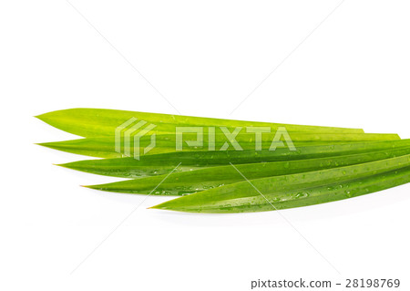 图库照片: fresh green pandanus leaf.