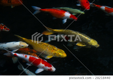 图库照片: carp fish swimming in the pond