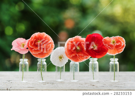 图库照片: poppy flowers