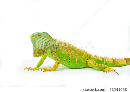 图库照片: one green iguana