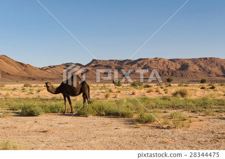 图库照片: arabian camel, camelus dromedarius, morocco