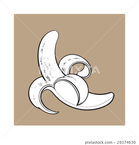 插图素材: one open, peeled ripe banana, sketch style vector